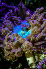 Green pacific rim anemone - saltwater tank 