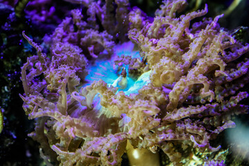 Fototapeta na wymiar Green pacific rim anemone - saltwater tank 