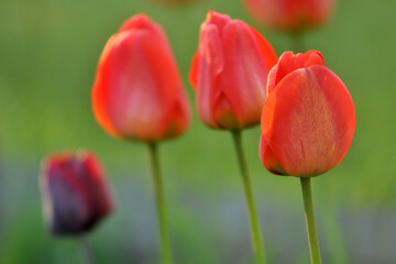 tulipany w ogrodzie