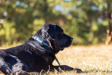 Black labrador retriever dog lays in the grass at Genesse Park in the Rocky Mountains looking off in the distance with a group of trees behind him