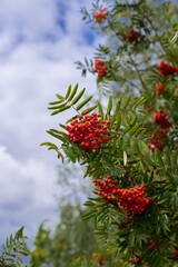 Red bunches of rowan on green branches 