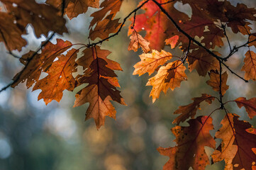 kolorowe liście  jesienią