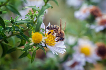 pszczoła zapylająca kwiat w ogrodzie