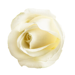 White rose isolated on white background with clipping path