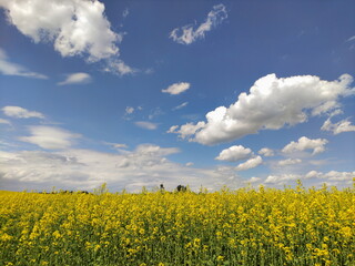 Obraz premium The rapeseed field blooms with bright yellow flowers on blue sky