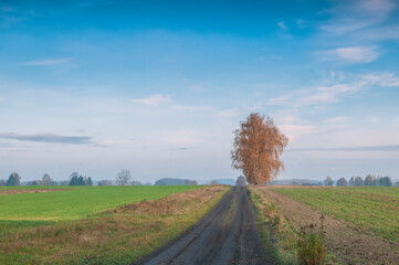 jesień, wysoka brzoza przy polnej drodze © Zbigniew