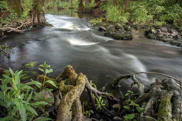 rzeka płynąca przez las - obrazy, fototapety, plakaty