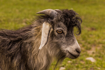 Goat in Marguzor (Haft Kul) in Fann mountains, Tajikistan