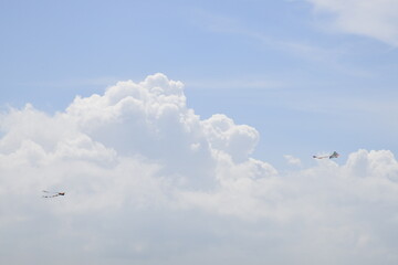 Seagulls and other birds flying around the dune areas in Zeeland, The Netherlands