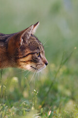 głowa kota na tle zielonej łąki