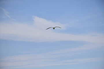 Seagulls and other birds flying around the dune areas in Zeeland, The Netherlands
