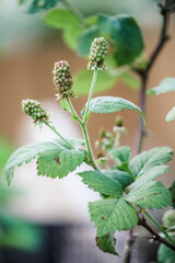 Producing blackberry plant in late spring / early summer 