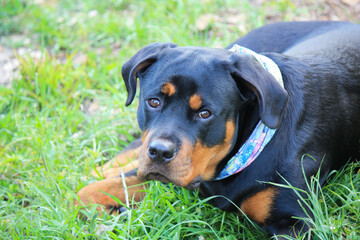 Young female purebred rottweiler posing 