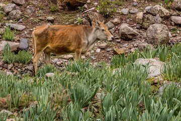 Cow in Jizev (Jizeu, Geisev or Jisev) valley in Pamir mountains, Tajikistan