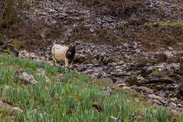 Cow in Jizev (Jizeu, Geisev or Jisev) valley in Pamir mountains, Tajikistan