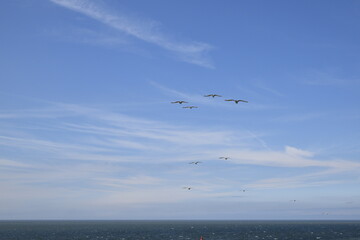 Seagulls and other birds flying around the dune areas in Zeeland, The Netherlands