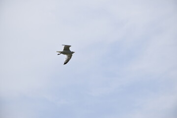 Seagulls and other birds flying around the dune areas in Zeeland, The Netherlands