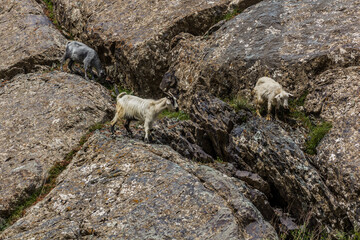 Goats in Bartang valley in Pamir mountains, Tajikistan