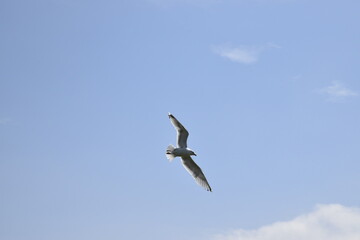 Seagulls and other birds flying around the dune areas in Zeeland, The Netherlands