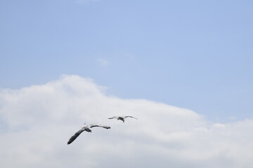 Seagulls and other birds flying around the dune areas in Zeeland, The Netherlands