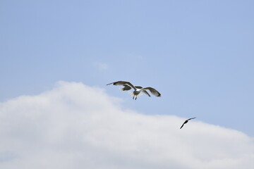 Seagulls and other birds flying around the dune areas in Zeeland, The Netherlands