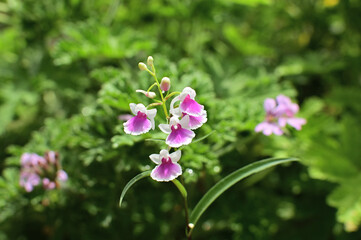 白いウチョウラン
