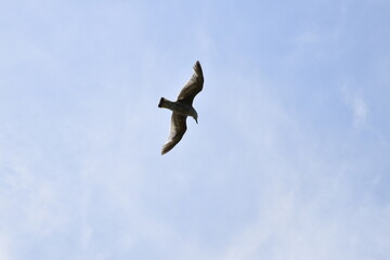 Fototapeta premium Seagulls and other birds flying around the dune areas in Zeeland, The Netherlands