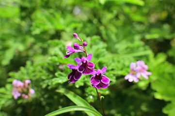 紫のウチョウラン