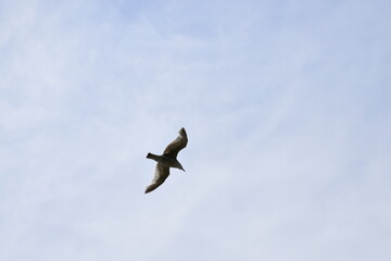 Seagulls and other birds flying around the dune areas in Zeeland, The Netherlands