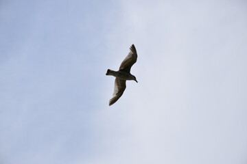 Seagulls and other birds flying around the dune areas in Zeeland, The Netherlands