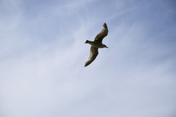 Seagulls and other birds flying around the dune areas in Zeeland, The Netherlands