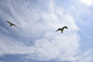 Seagulls and other birds flying around the dune areas in Zeeland, The Netherlands