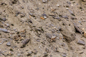 Siberian ibex (Capra sibirica) in Wakhan valley, Tajikistan