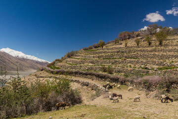 Fototapeta na wymiar Sheep and terraces in Wakhan valley, Tajikistan