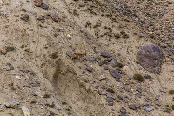 Siberian ibex (Capra sibirica) in Wakhan valley, Tajikistan