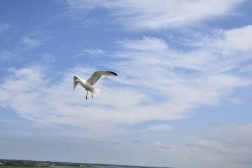 Fototapeta na wymiar Seagulls and other birds flying around the dune areas in Zeeland, The Netherlands