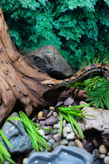 boa snake inside a zoo as a pet, snake concept