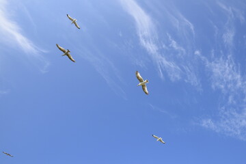 Seagulls and other birds flying around the dune areas in Zeeland, The Netherlands
