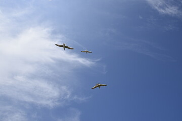 Seagulls and other birds flying around the dune areas in Zeeland, The Netherlands