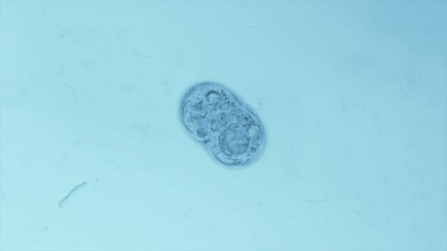 Biochemistry. Analyzing the Mitosis organic microbe Process. Researching the Cell Division Mitosis organic microbe. Bacteria Cells Going through Mitosis organic microbe. Microbiological Science. Cell.