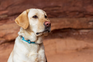 Yellow labrador retriever lays calmly in front of red rocks looking off into the distance