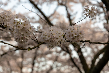 tree blossom