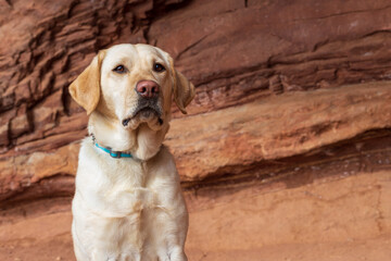 Yellow labrador retriever sits calmly in front of red rocks looking off into the distance