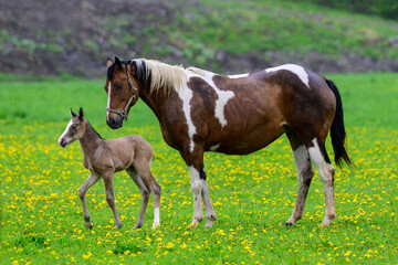 Obraz na płótnie Canvas A young colt with mare on a ranch with dandelions in the grass - Canada 