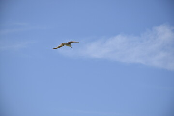 Fototapeta premium Seagulls and other birds flying around the dune areas in Zeeland, The Netherlands