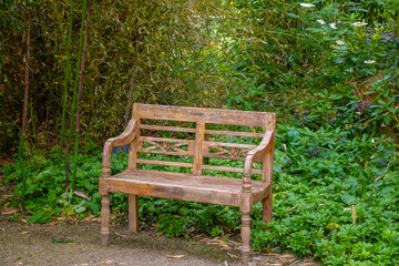 Lonely wooden bench in the forest amid clusters of trees