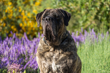 Brindle mastiff sits in a field of green and purple flowers - obrazy, fototapety, plakaty