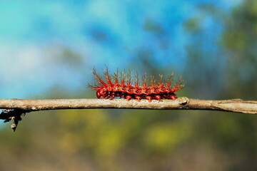 caterpillar on a branch