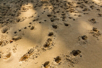 Footprints at a sandy beach
