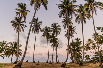 Palm grove near Las Galeras, Dominican Republic